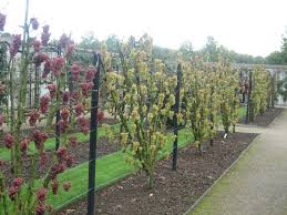 Wir zeigen dir, welche variationen es gibt und wie groß die obstbäume werden. Spalierobst Anbauen Herrliche Idee Fur Den Kleinen Garten Organic Plants Back Gardens Garden