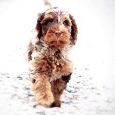 … is an labradoodle male and will be ready for a home after october. Jars Labradoodles Home Facebook