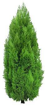Cypress Tree Png Clipart Tree Photoshop Cypress Trees Trees To Plant