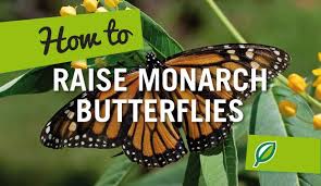 How To Raise Monarch Butterflies Palmers Garden Centre Monarch Butterfly Raising Monarch Butterflies Monarch Butterfly Garden
