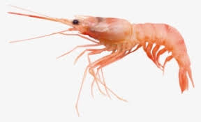 Prawn Caridean Shrimp Transparent Png 866x650 Free Download On Nicepng Kipper sardine fish products mackerel oily fish, fish png.