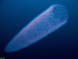 Resa och använd vår webbplats för att söka efter boende. Xmas Island Christmas Island Weihnachtsinsel Foto 226222 Auf Taucher Net