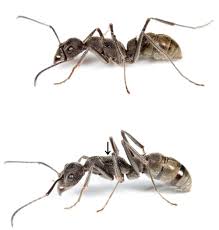 トゲオオハリアリの女王役 : ありんこ日記 AntRoom