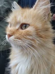 Asil Kedi Kedi