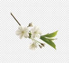 Jump to navigation jump to search. Weisse Bluten Weisse Bluten Weisse Realistische Japanische Kirschbluten Hintergrund Weiss Schwarz Weiss Bluhen Png Pngwing