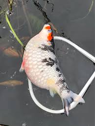 Oct 19, 2017 · if you have koi in your pond you'll want to make sure all pond water is cycled through your filtration system every hour for the best water quality. My Koi Won T Lay Eggs What Is Wrong With This Gal Koi