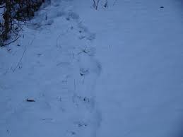 Maybe you would like to learn more about one of these? Tracks In The Snow Missing Willow Farm