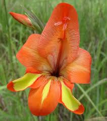 Image result for Gladiolus decoratus