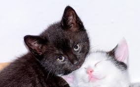 Search by zip code to meet available cats in your area. Kittens Cat Babies Baby Cats Black Black White Kitten Sweet Dear Cat Domestic Cat Cute Pikist