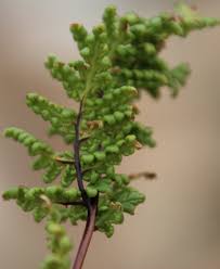 Image result for Cheilanthes multifida