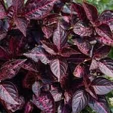 Image result for Iresine lindenii