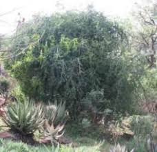 Image result for Ehretia rigida