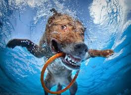 Funny Underwater Dogs Wallpapers Cool Hd Wallpapers Picture Background Photos Image Free Hq Wallpaper Hd Wal Dog Swimming Dog Photos Dog Photography