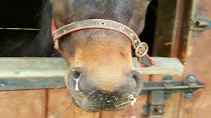The action of sulphur upon the circulation is to cause and cure local congestions and a chronic tendency thereto. The Ugly Truth About A Snotty Nose In Horses And 5 Remedies To Stop It Animal Care Munster