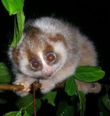 Why leave your pup at home when the two of you can explore a new place together? Do Primates Make Good Pets Wnprc Uw Madison