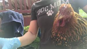 After doing a ton of research i found that drawing the fluid out with a syringe and giving. What Is Chicken Egg Peritonitis