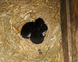 Newborn kittens twitch when they are asleep, this is normal. Find Kittens What To Do And Not Do