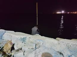 30 Mayis Tekirdag Sahil Seaside Kedi Cat Gece Night Deniz Sea Balikci Fisherman Manzara View Landscape Fotograf Photograp Fotograf Sahil Cats