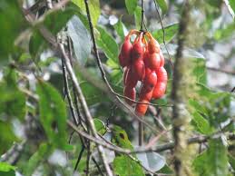 Image result for Monanthotaxis trichantha