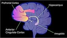 Sudden memory loss could also be an indication of thyroid malfunctioning. Effects Of Stress On Memory Wikipedia