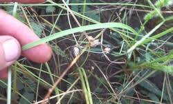 Image result for Elytrophorus spicatus