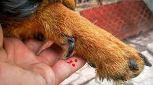 My Dog Has A Broken Nail What To Do Dog Broken Nail Dog Nails First Aid For Dogs