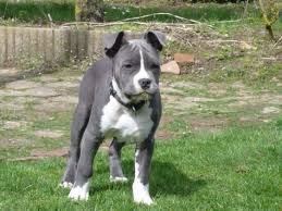 American Staffordshire Terrier Icin 100 Fikir 2021 Kopek Pitbull Hayvanlar