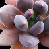 X graptoveria 'a grim one' is an attractive succulent plant that produces clusters of tight rosettes up to 5 inches (12.5 cm) in diameter. X Graptoveria A Grim One Graptoveria A Grim One Plant Lust