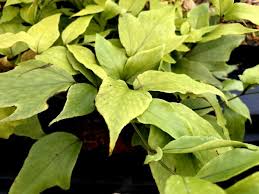 Image result for Cyrtomium