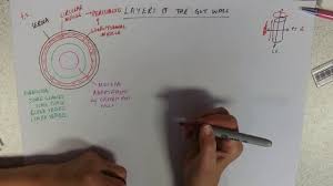 Maybe you would like to learn more about one of these? Layers Of The Gut Wall Youtube