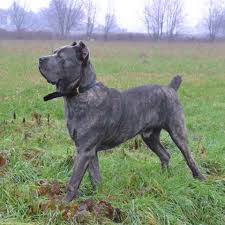 132,936 likes · 615 talking about this. Cane Corso Allevamento Cane Corso Della Macchia Ettore Raffigurato Alla Tenera Eta Di 6 Mesi 267393