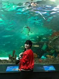 Top 4 Reasons You Should Visit Ripley'S Aquarium In Gatlinburg