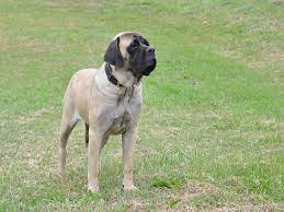 English Mastiff For Sale English Mastiff Puppies Mastiff Puppies Mastiff For Sale English Mastiff Puppies