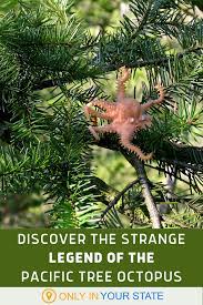 The Pacific Northwest Tree Octopus Is One Of Washington S Greatest Mysteries Pacific Northwest Trees Backyard Adventure Adventure Getaway