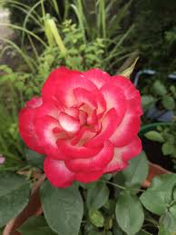 Pin On Garden Flowers Etc