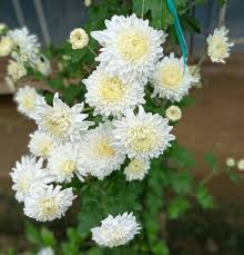 Image result for Chrysanthellum indicum