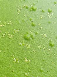 Image result for Wolffia arrhiza