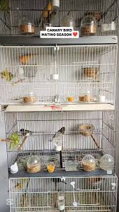 CANTO DE UN PAJARO CANARIO ❤️ #dinothecanarybird #fypシ゚viralシ  #pajarocanario #birdwatching #birdlife #pajaros #animallover #birdlovers  #petlovers #birds #pets #reelsviralシ #reelsfypシ @highlight Elma Basaysay  Mairon Mabilangan