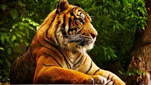 White Tiger Computer Wallpapers Desktop Backgrounds 1920 1080 Tiger Backgrounds For Computer 46 Wallpapers Ad Tiger Pictures Pet Tiger Animals Beautiful