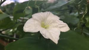 Image result for Coccinia sp. A