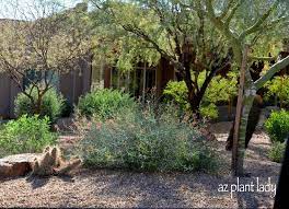 Check spelling or type a new query. Drought Tolerant Garden Radio Interview Azplantlady Com