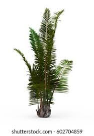 Image result for Raphia australis