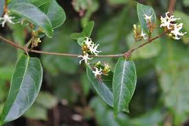Image result for Cryptolepis apiculata