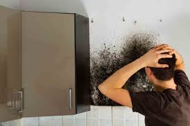 Find out how to identify, prevent all molds, including the dreaded toxic black mold (in bathrooms and other areas of your house), can feed on organic building materials found in your. How To Tell If Mold Is Toxic