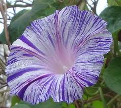 Pin On Flowers