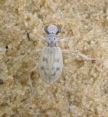 Image result for Lepidagathis scariosa