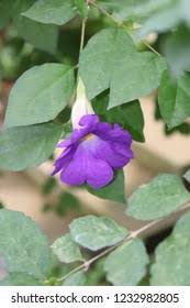Image result for Thunbergia vogeliana