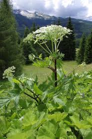 Tocca un ramo, ustionato al volto e al braccio: Heracleum Mantegazzianum Wikipedia