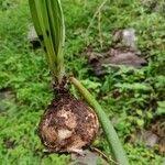 Image result for Albuca nigritana