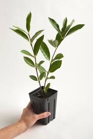We ship plants with buds just before bloom to ensure flowers do not wilt during transit. Plant Sizes